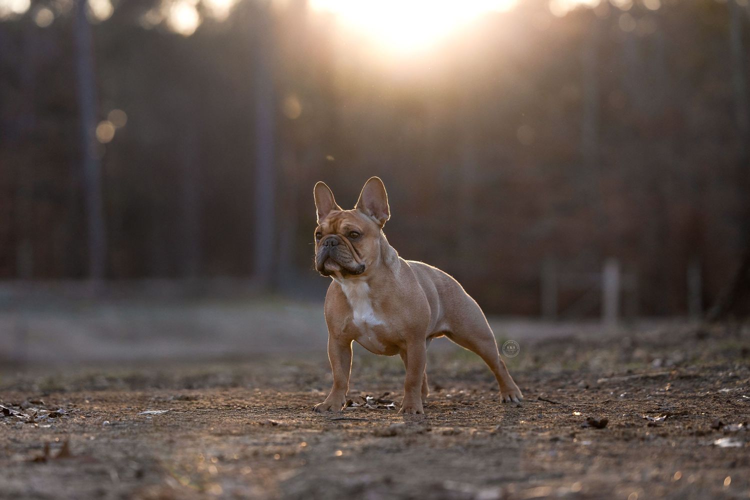 French Bulldog standing alertly on dirt path during golden sunset with forest in background.