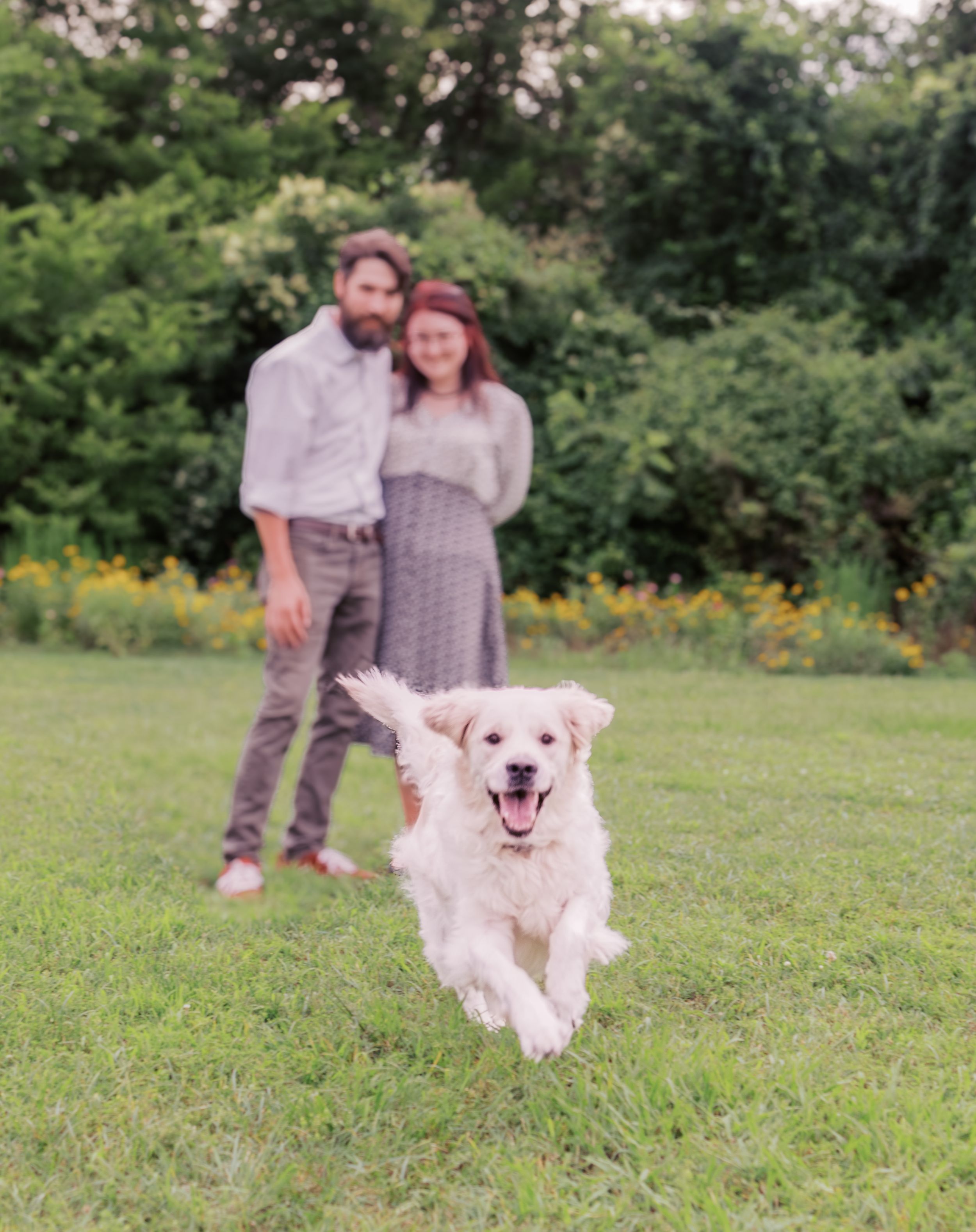 Happy white dog running through a grassy field with people in background.