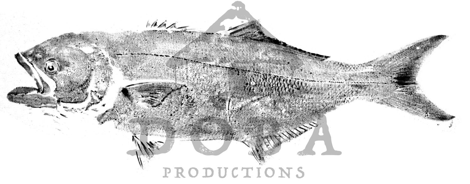 Detailed black and white scientific fish illustration showing multiple fish species with intricate skeletal features.