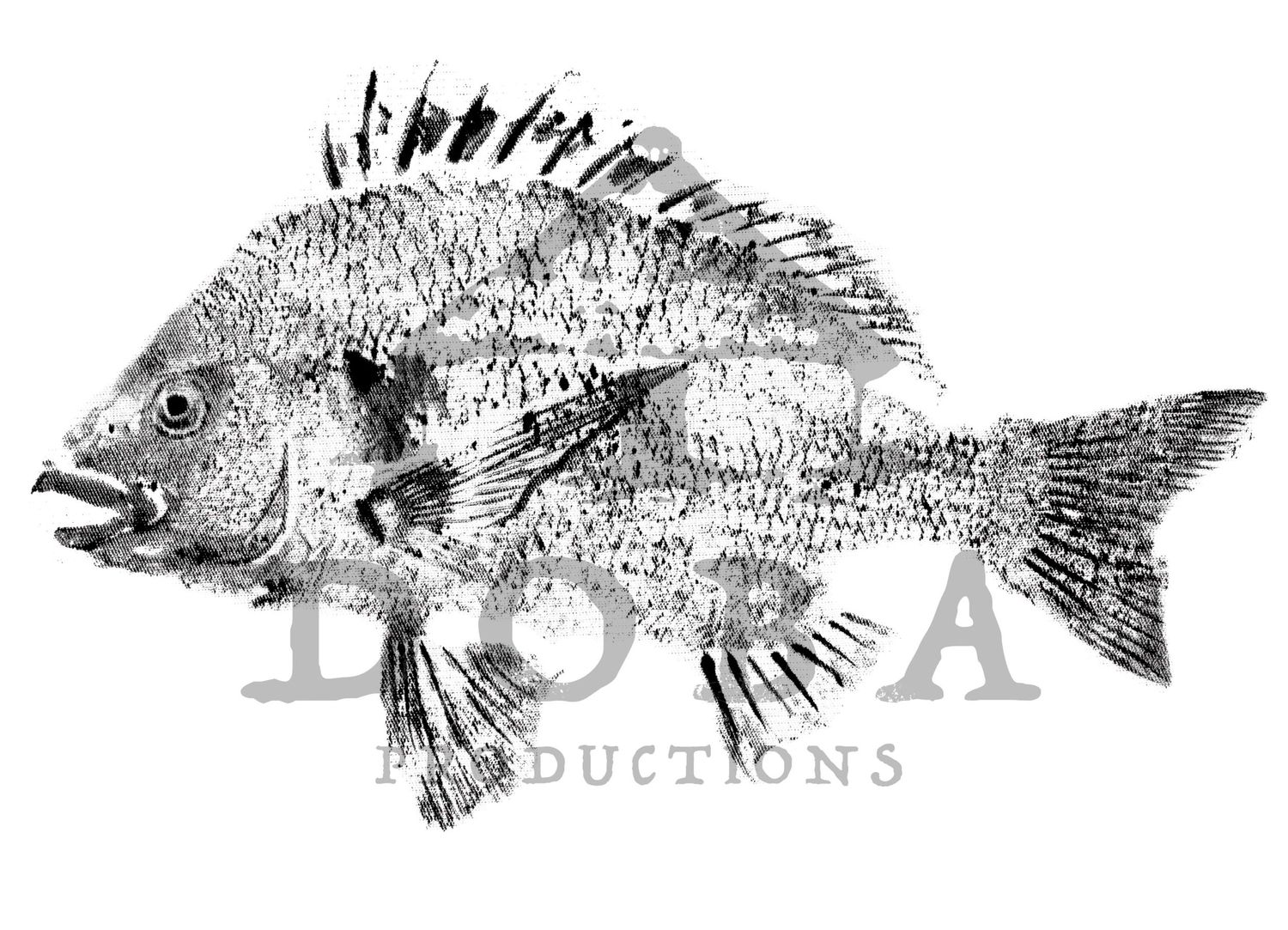 Vintage black and white drawing of various species of fish including rockfish, pufferfish and other marine creatures.