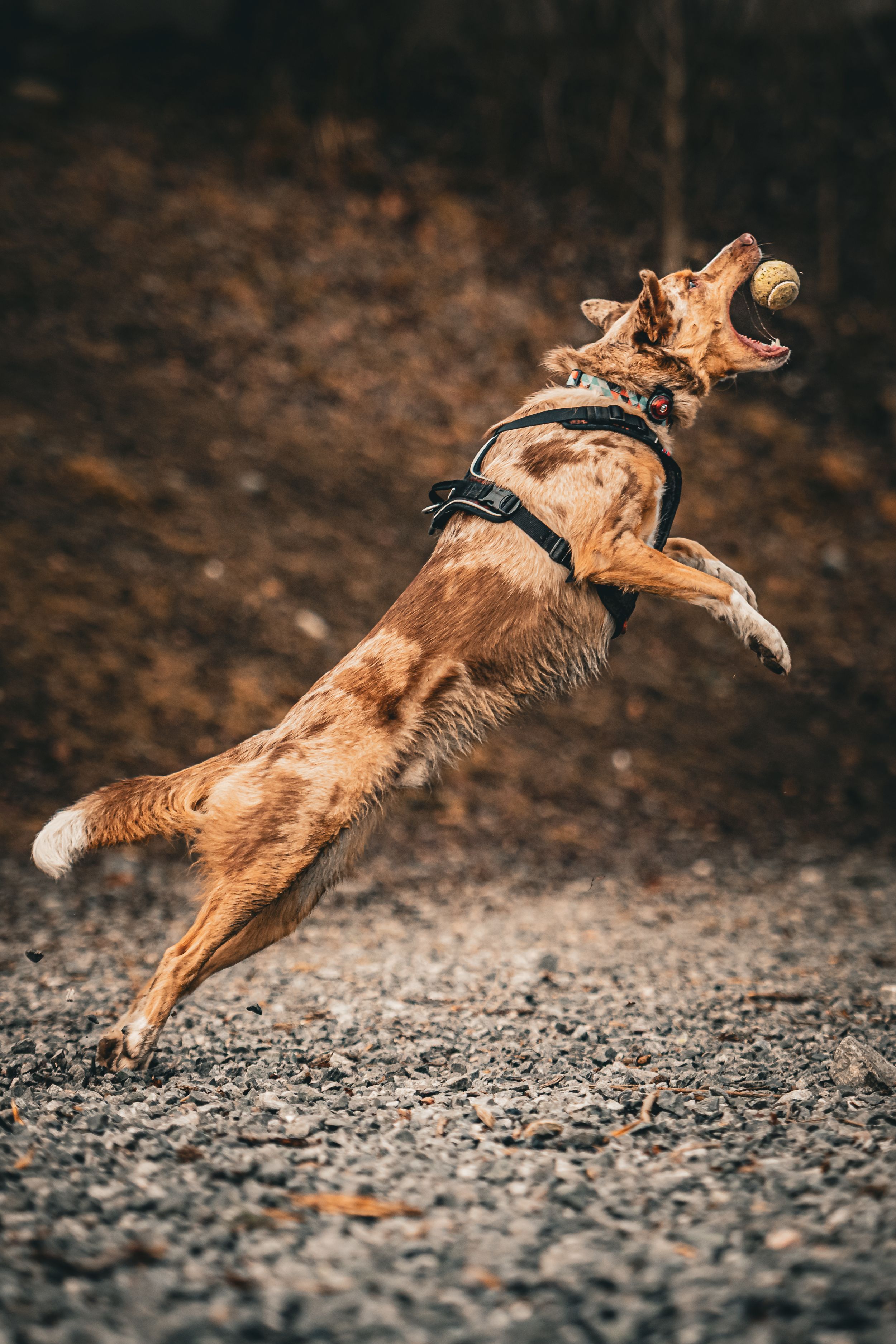 Golden dog photographed mid-jump in sequence showing athletic movement over rocky ground.