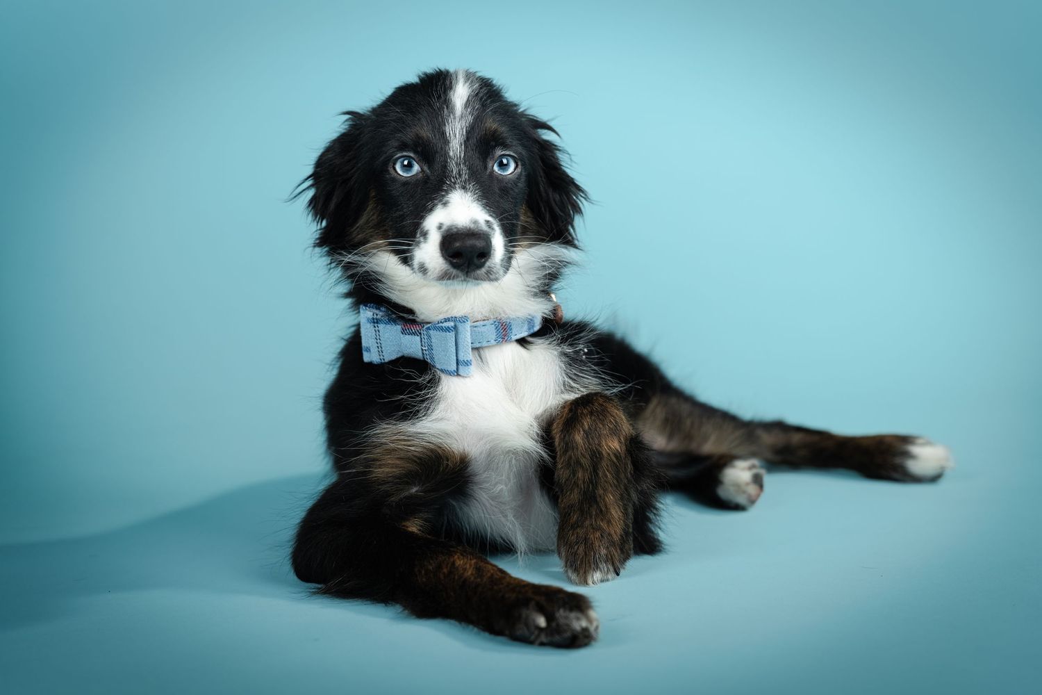 A black and white Border Collie wearing a blue bowtie lies on a turquoise background.