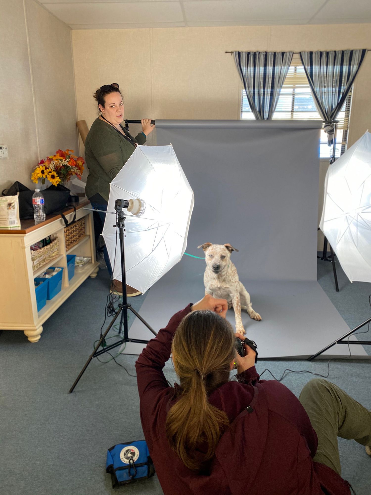 Kelly J. Russo setting up studio lighting and backdrop for a dog portrait session with a light-colored puppy in a studio setting.