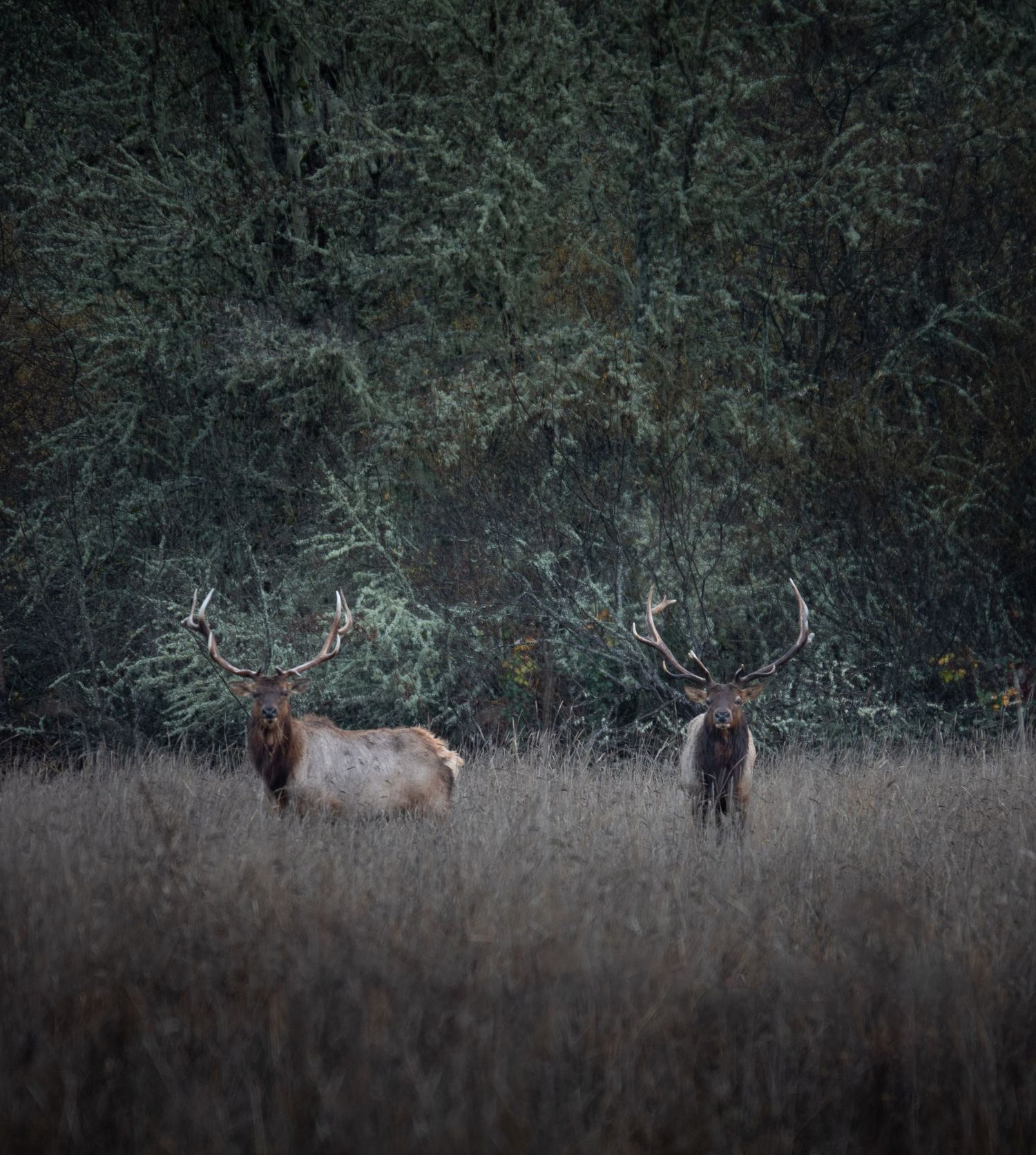 Two bull elk with large antlers stand in a misty field at dusk against a dark forest backdrop.