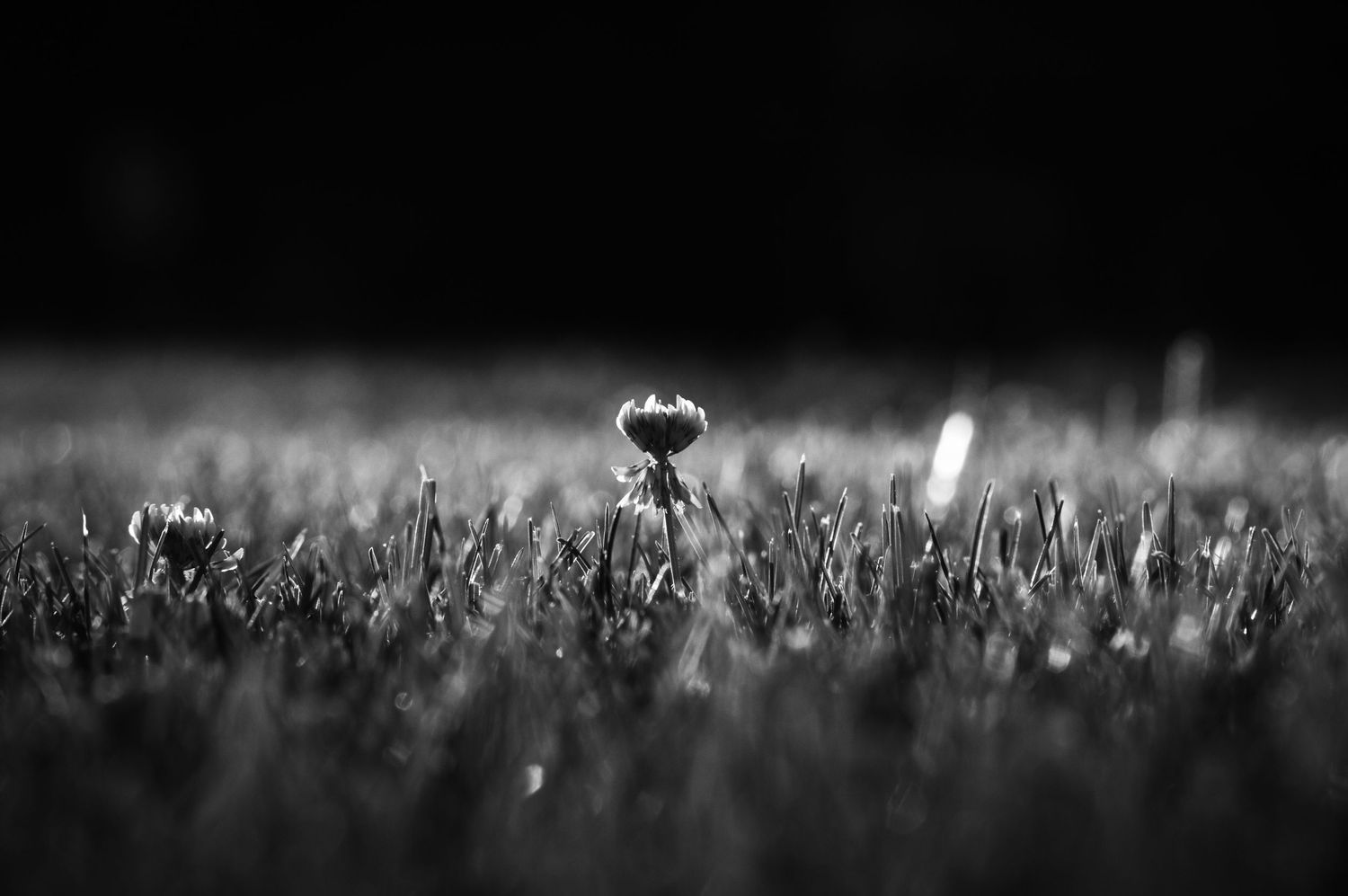 Small flower