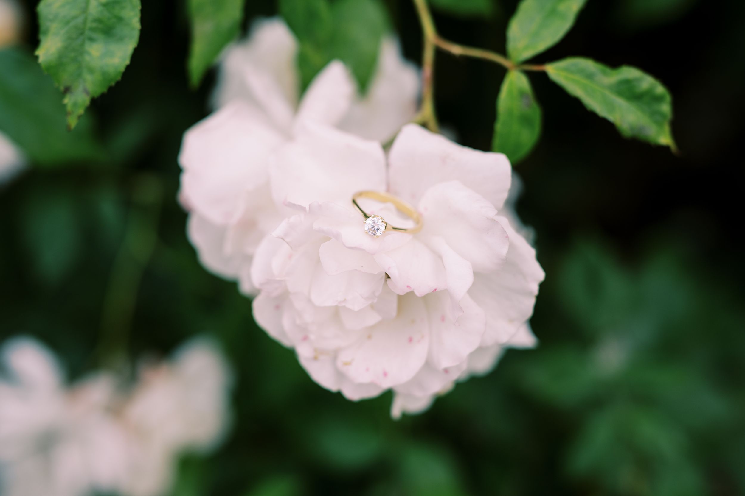 A delicate light pink rose blooms against dark green foliage with a golden ring nestled in its petals.
