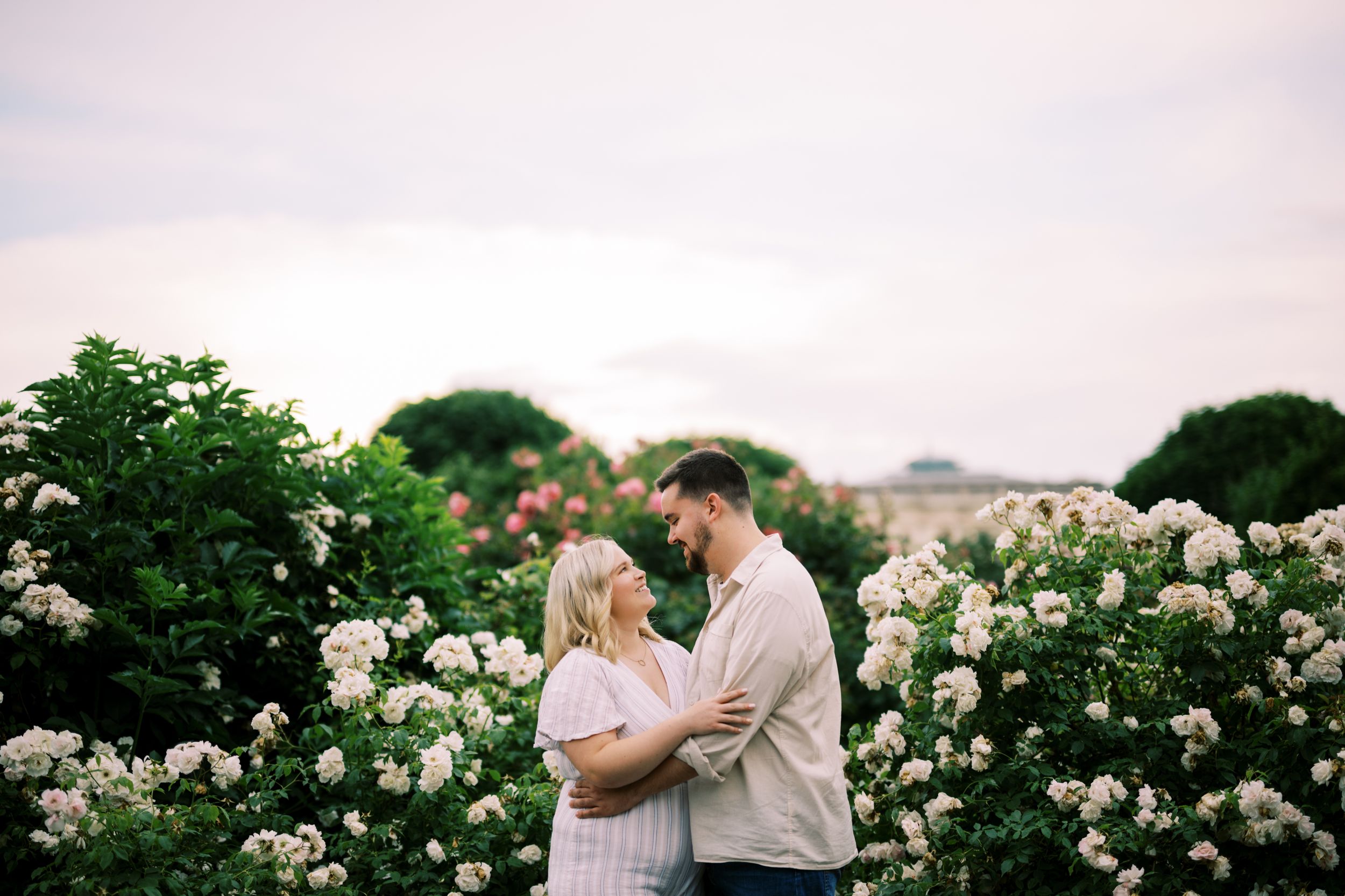 A romantic couple embraces in a lush garden filled with blooming white roses during sunset.