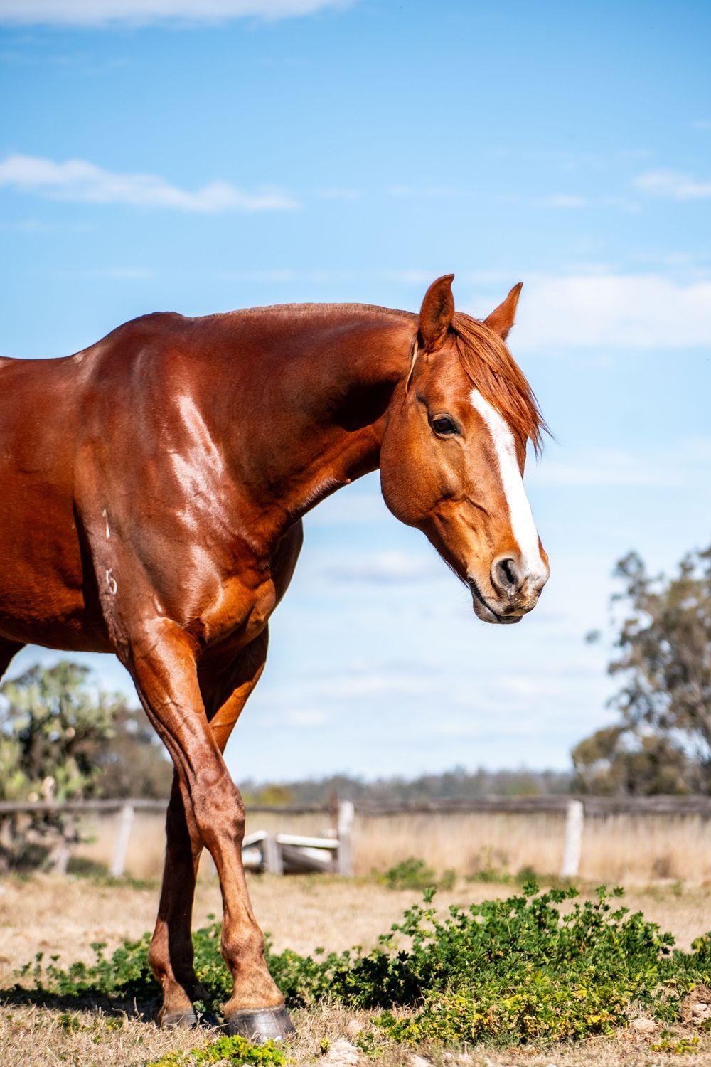 A chestnut horse with sleek coat stands alert in a sunlit pasture against blue sky.