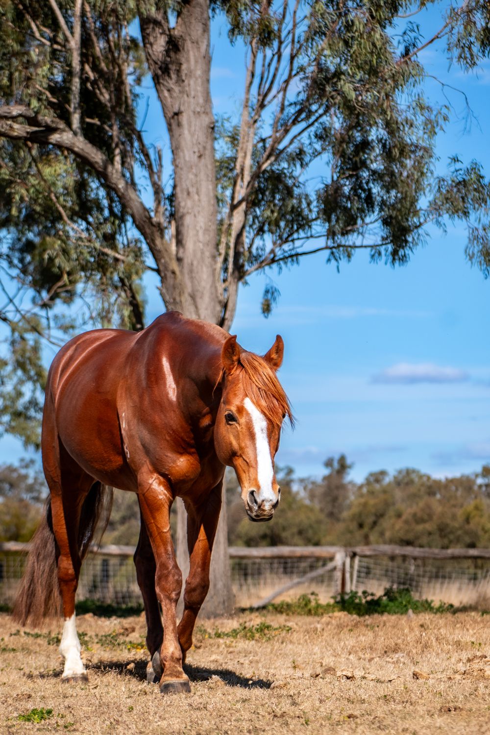 A muscular chestnut horse stands calmly in a paddock with eucalyptus trees in the background.