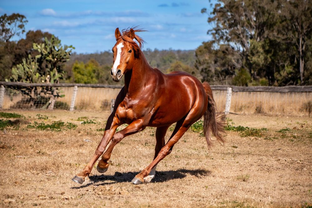 A chestnut horse gallops dynamically across a dusty paddock on a sunny day.