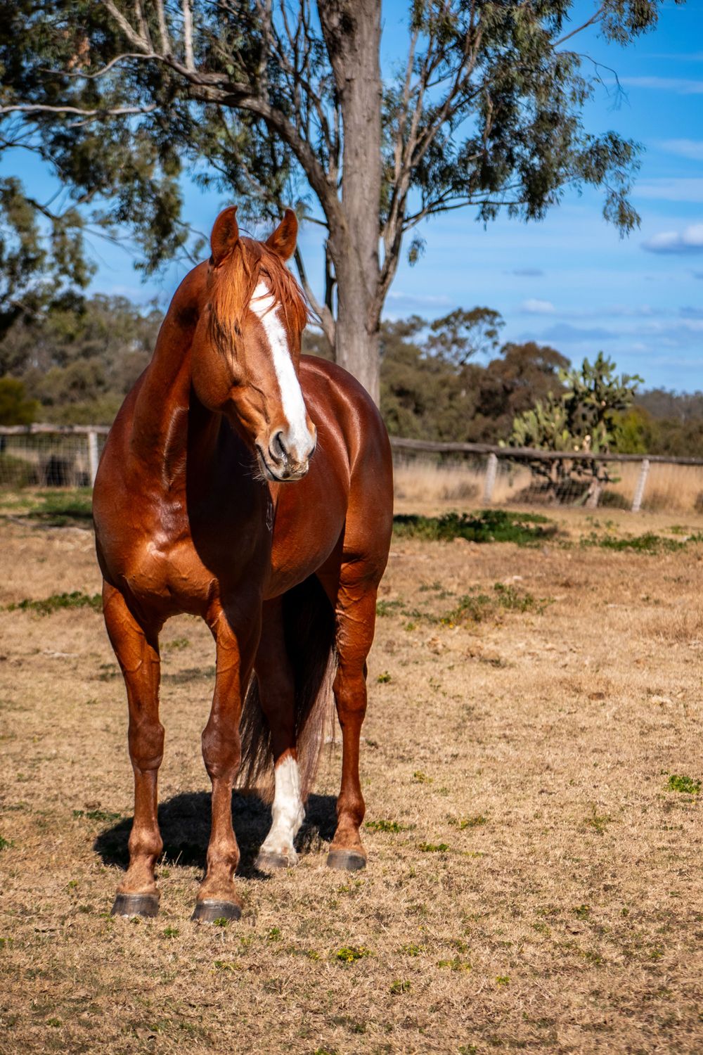 A chestnut horse with white blaze stands majestically in a rural paddock setting.