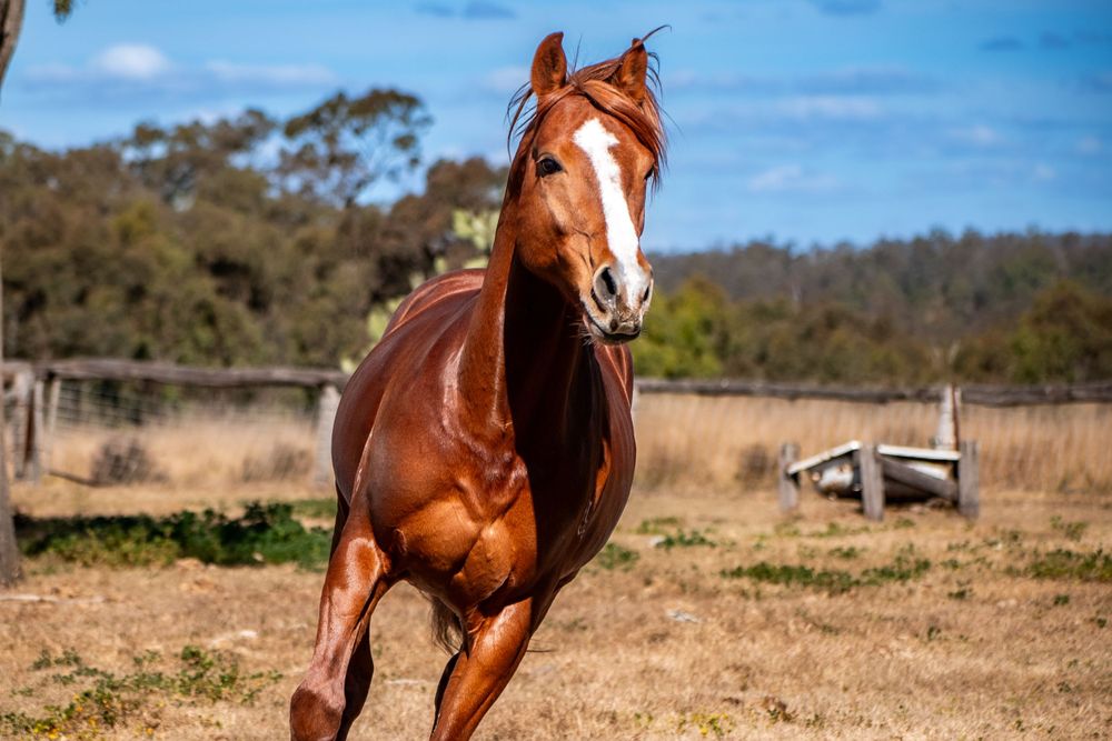A chestnut horse with white markings runs energetically through a country paddock.