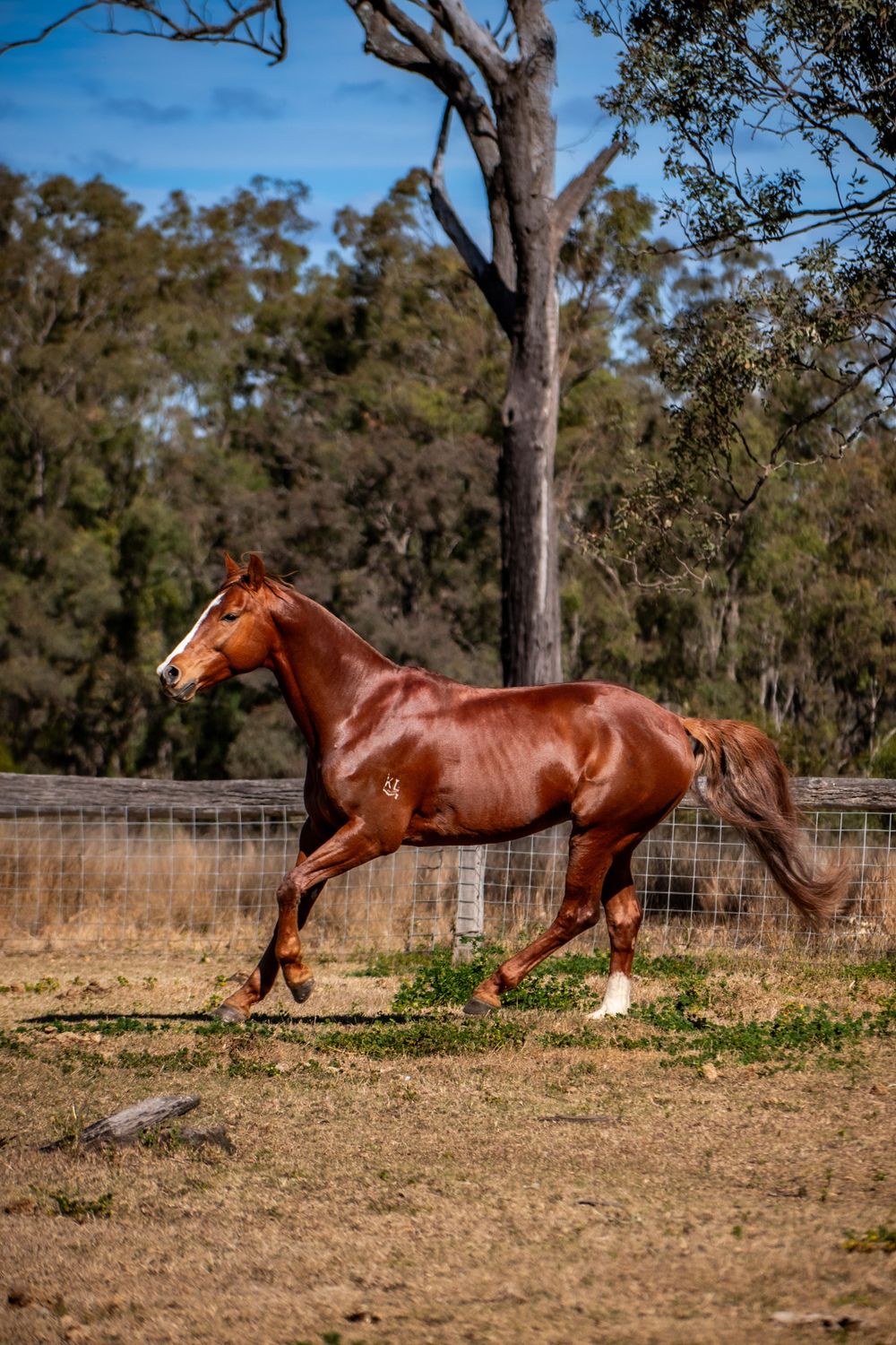 A sleek chestnut horse displays powerful movement while running in a fenced paddock.
