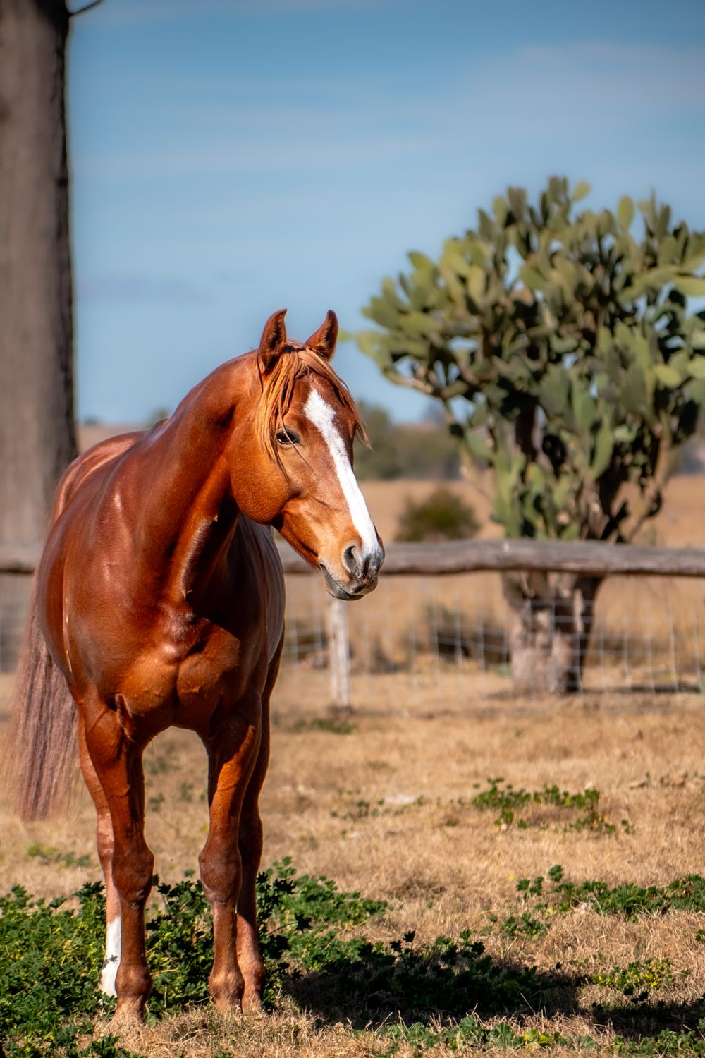 A chestnut horse with white facial markings poses elegantly in a sunny paddock.