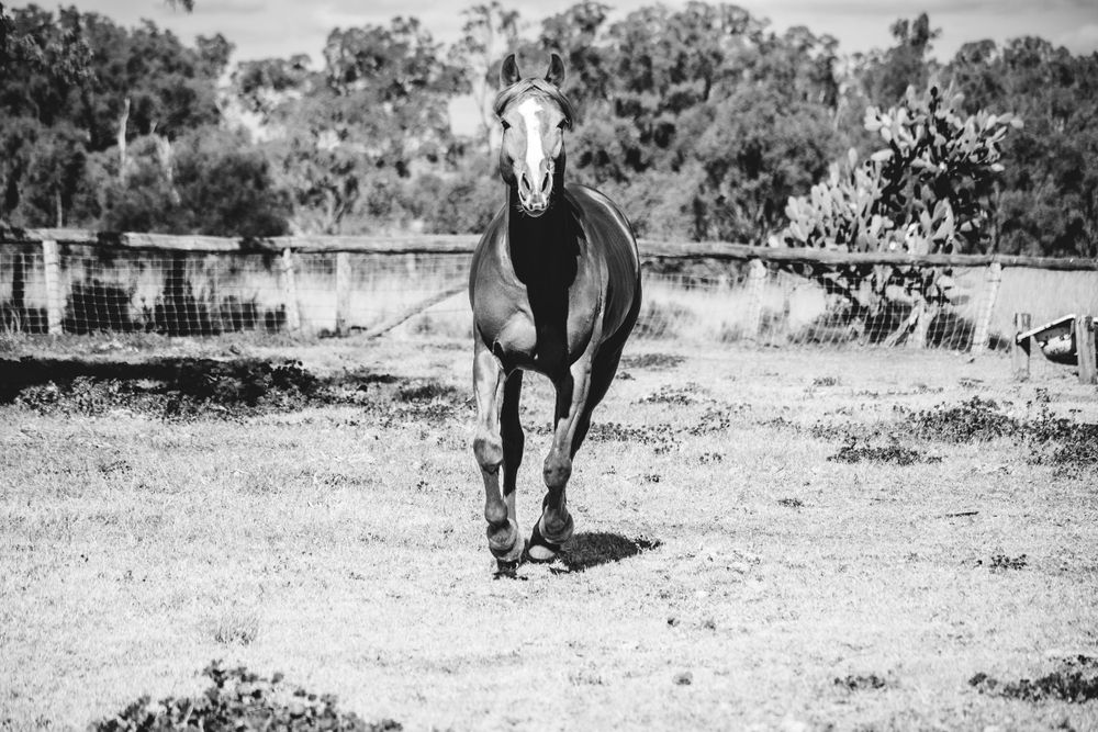 Black and white photo of a horse running through a paddock with trees and fencing.