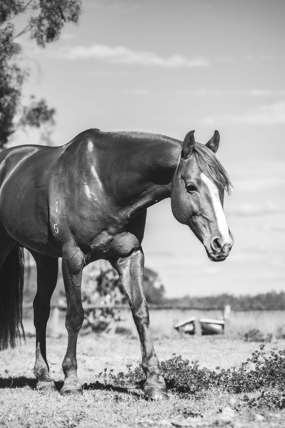 Black and white portrait of a dark horse standing in a field with trees in the background.