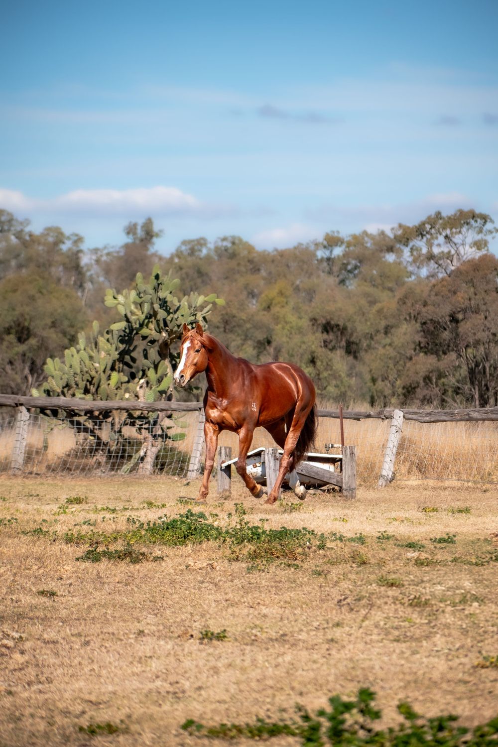 Chestnut horse galloping freely in a rural paddock with eucalyptus trees in background.