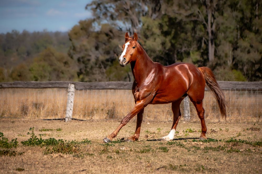 Chestnut horse with white markings trotting gracefully in a sunlit paddock.