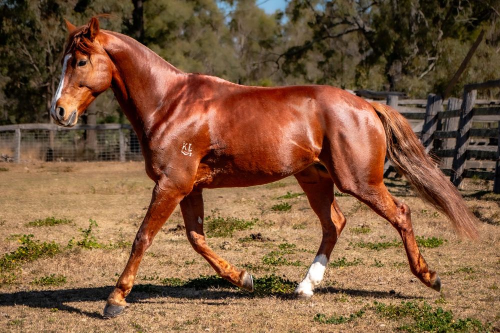 Athletic chestnut horse displaying elegant movement while trotting in paddock.