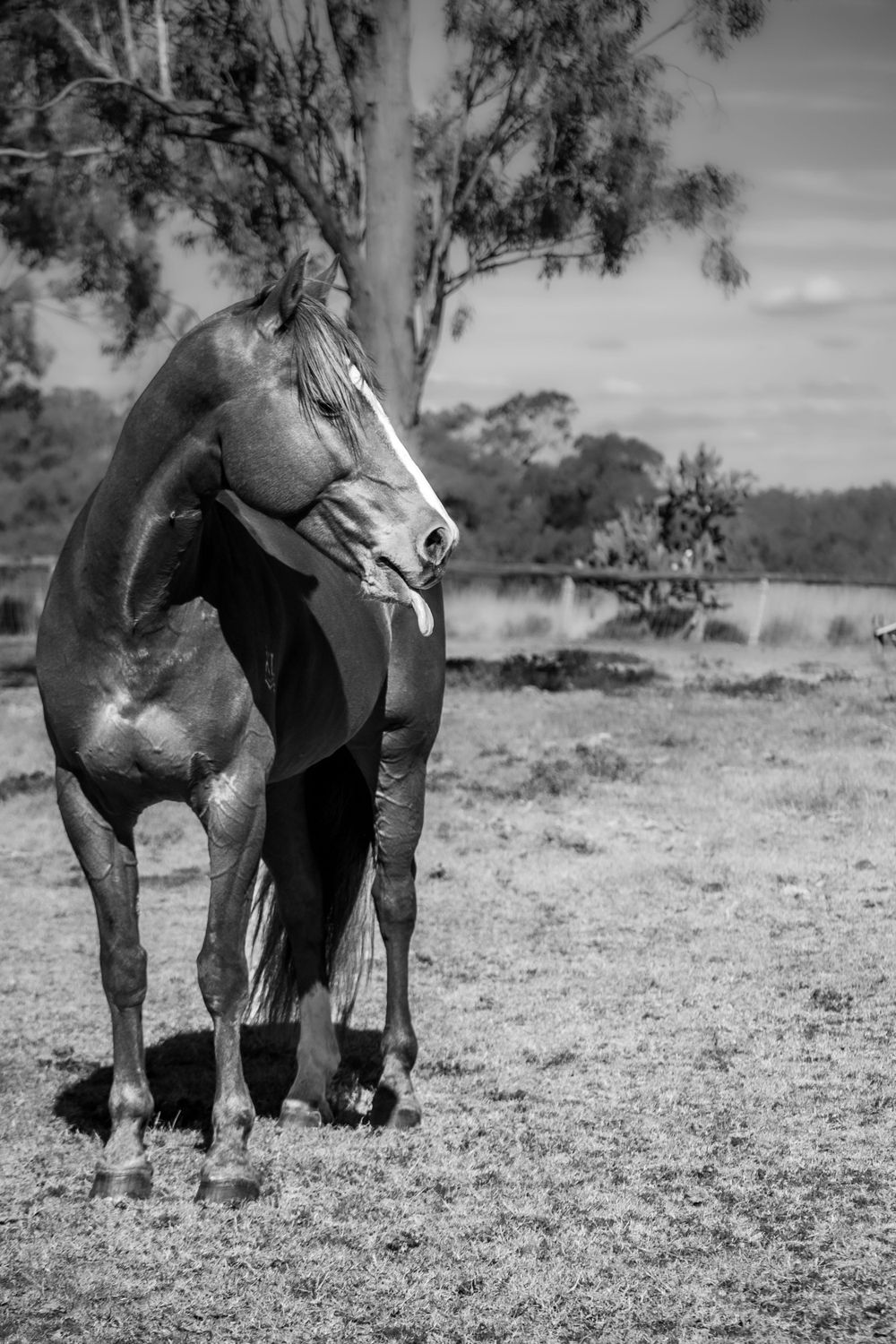 Artistic black and white portrait of a horse standing in profile against a rural landscape.