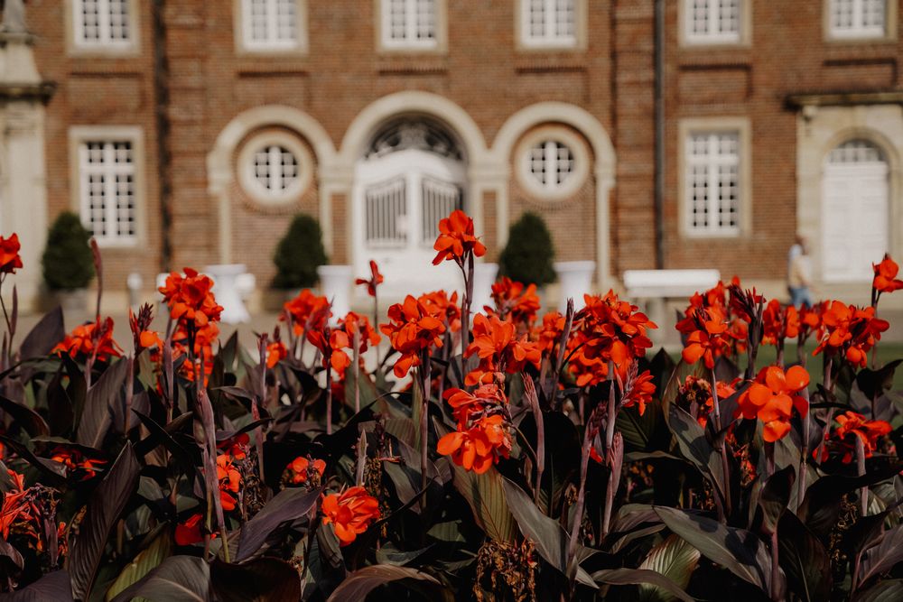 Vibrant red canna lilies blooming in front of classic brick building with round windows.