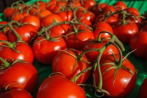 Fresh vine-ripened cherry tomatoes clustered together on green surface.