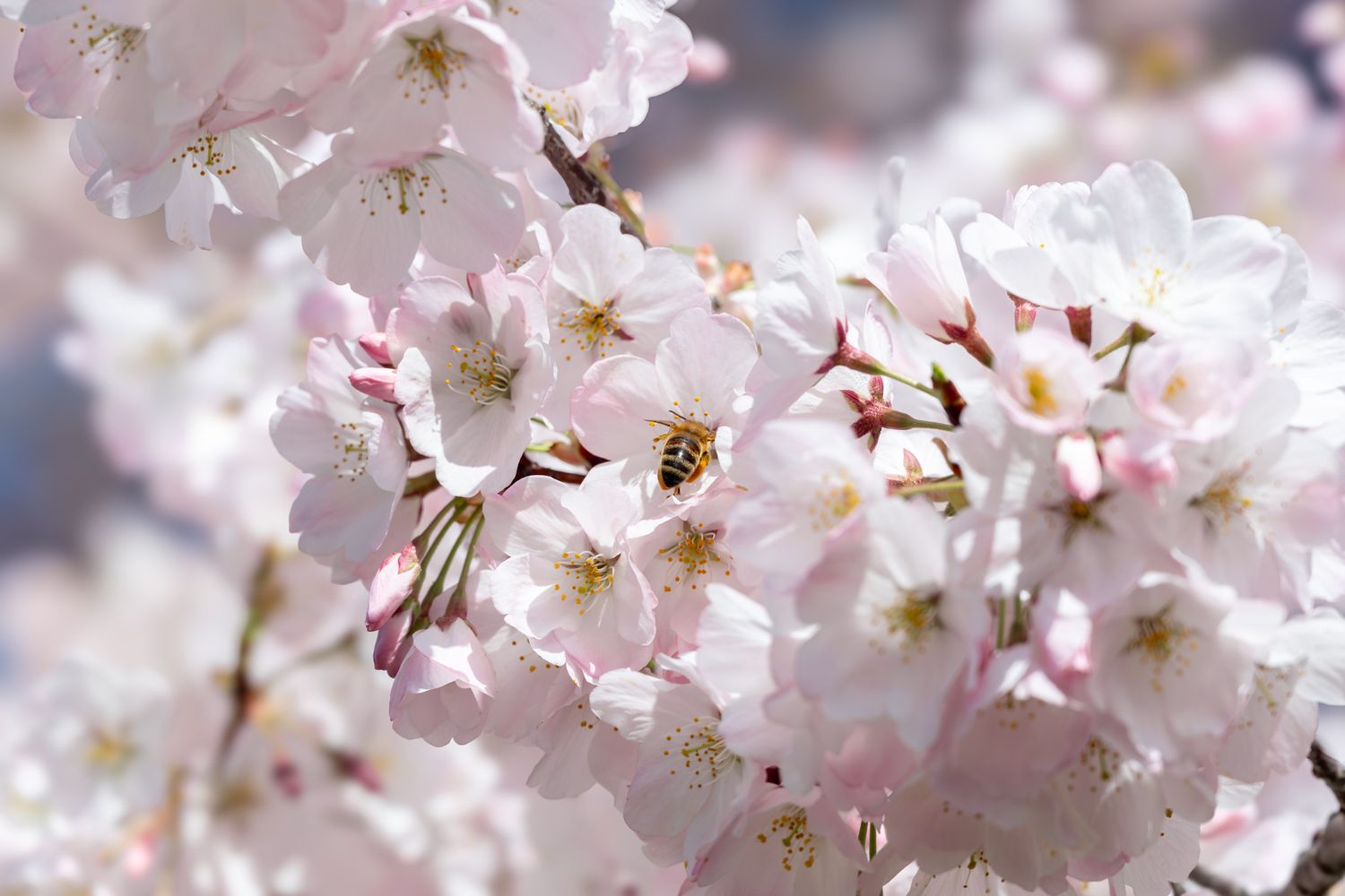 Delicate pink cherry blossoms bloom in soft focus with sunlight filtering through the petals in springtime.