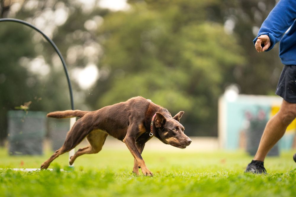 A brown and tan Kelpie dog runs across a grassy field during outdoor play time at Canine Hoopers.