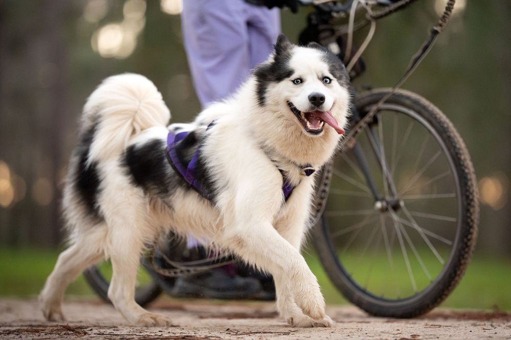 Dog walking next to a bike through the forest at Bikejoring trial.