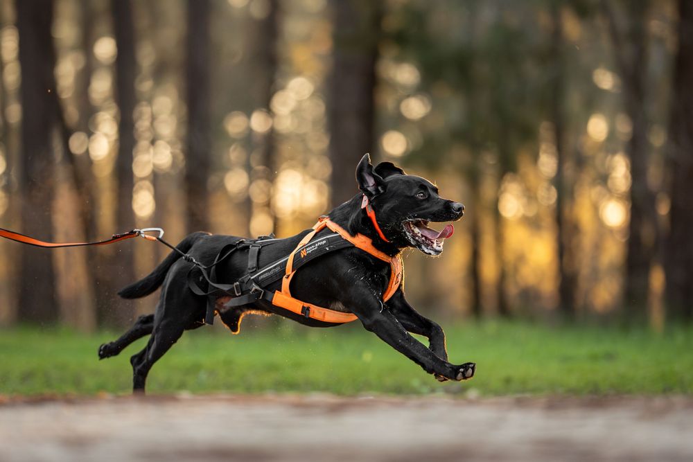 Labrador Dog leaping through the forest at Bikejoring trial.