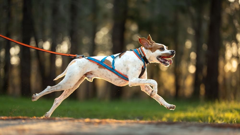Dog leaping through the forest at Bikejoring trial.