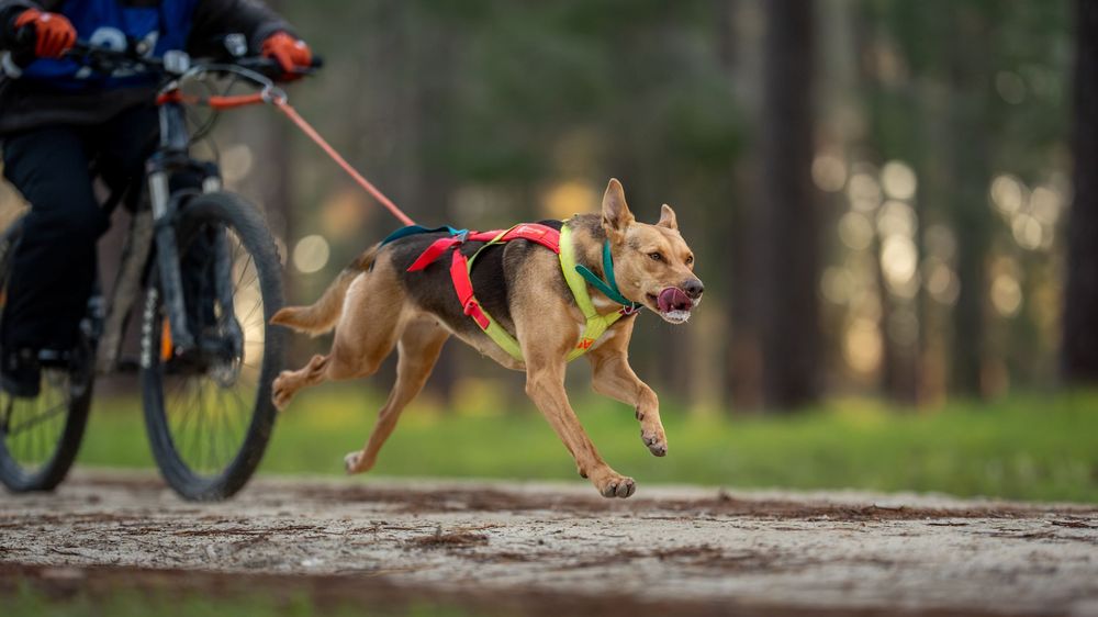 Dog pulling a bike running and playing on a dirt path through a wooded area during outdoor exercise and training at a dog trial
