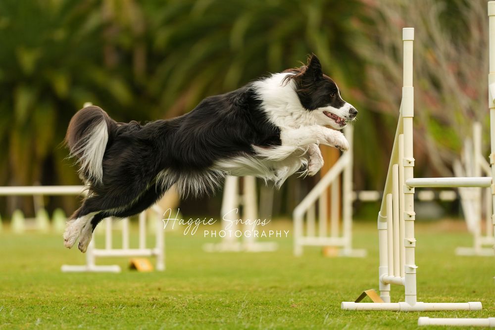 Border collie dog demonstrating agility skills by jumping over white hurdles on a grassy field captured during a dog trial in Perth