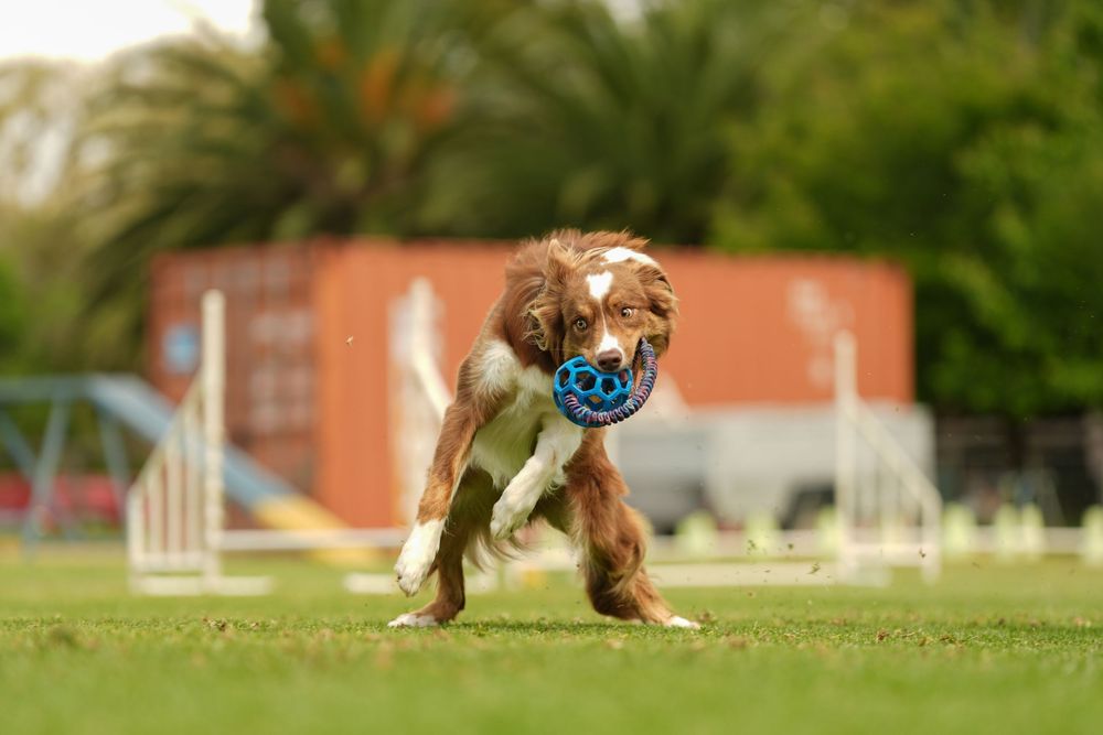 A brown and white dog runs and leaps through a grassy field catching a toy on a sunny day.