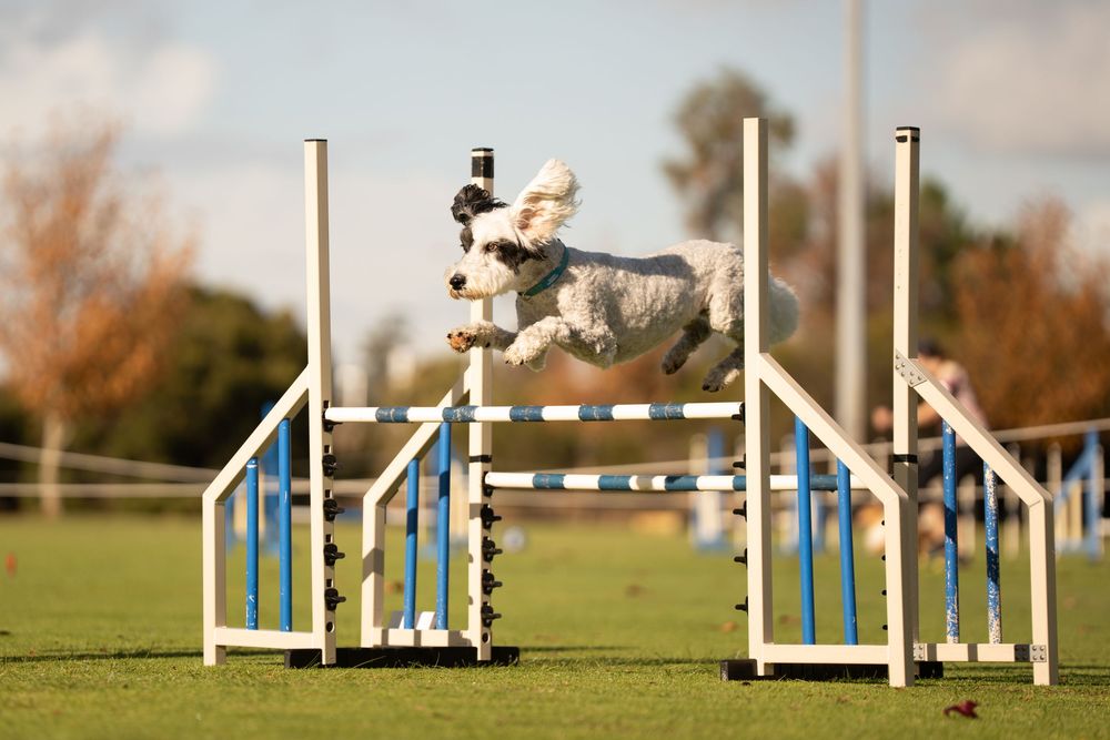 A photo showing a dog jumping over agility course hurdles on a sunny day at a dog trial in Perth at Dogs West.