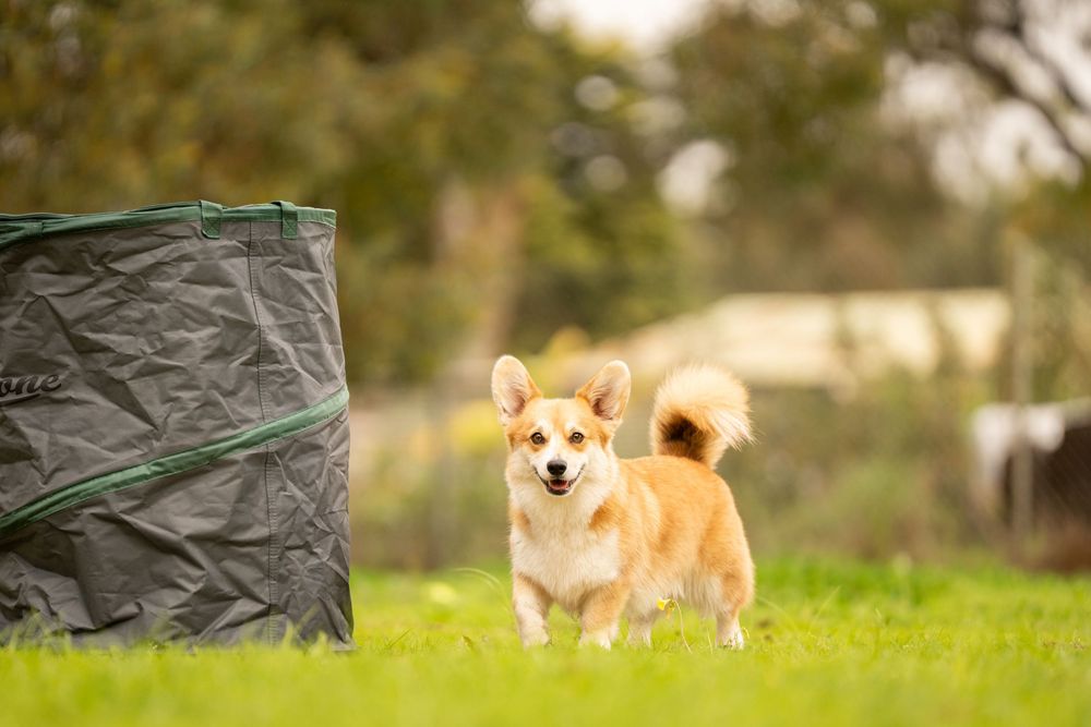 A Corgi stands next to a Canine Hoopers barrel in a lush green grass field on a sunny day.