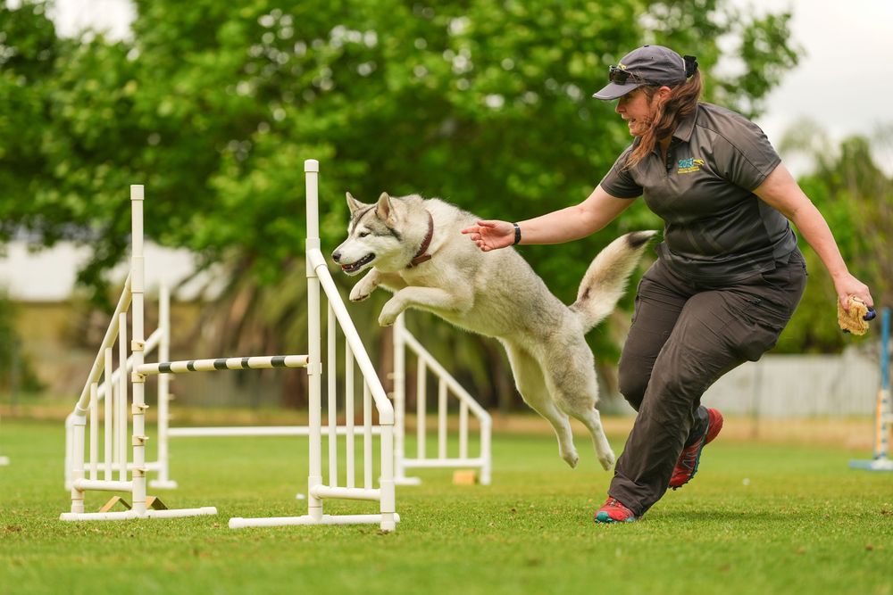 Dog leaping over white agility course hurdles in sequence during competitive training session.