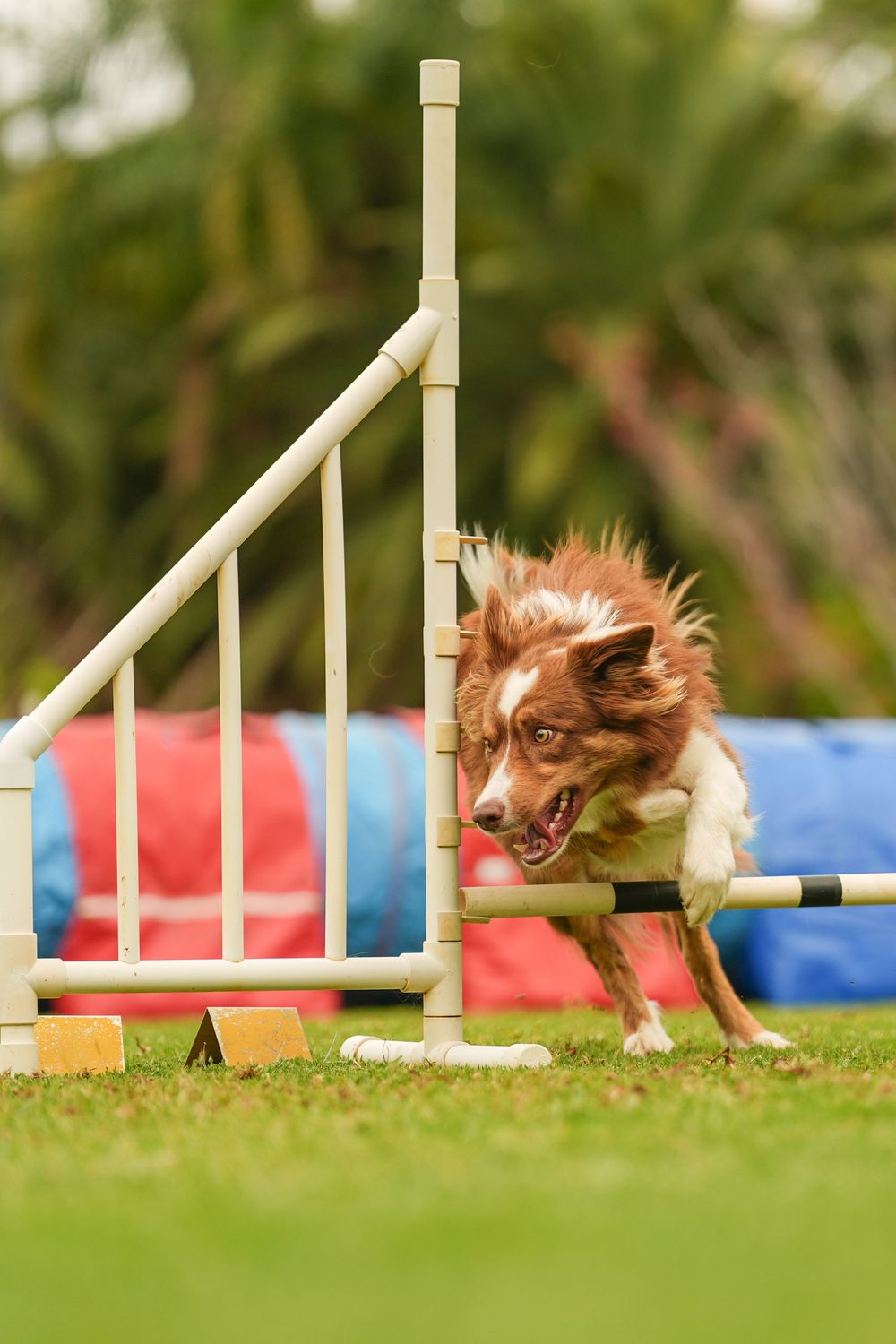 Brown and white dog running through agility course taking a jump on green grass field.
