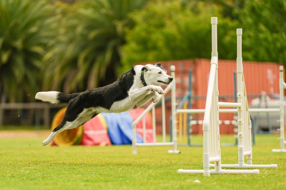 Border Collie jumping at agility trial dog photography