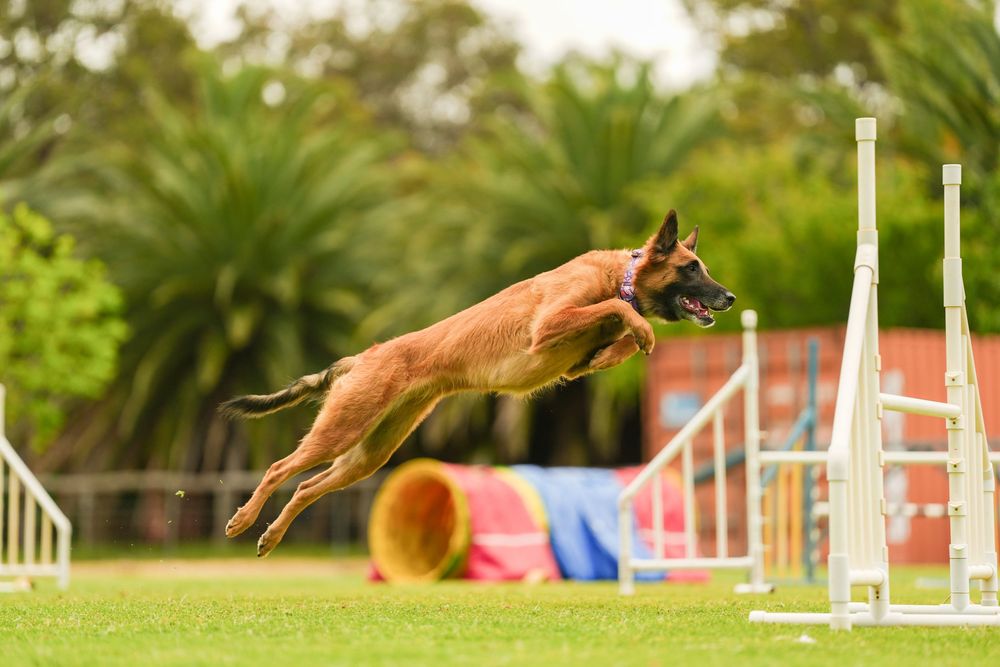 Belgian Malinois dog gracefully leaps over an agility course obstacle in an outdoor training area.