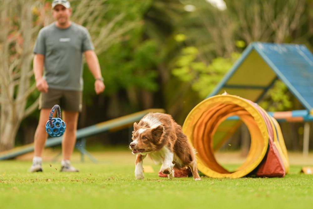 A brown and white dog running through an agility course with an orange tunnel and handler in the background.