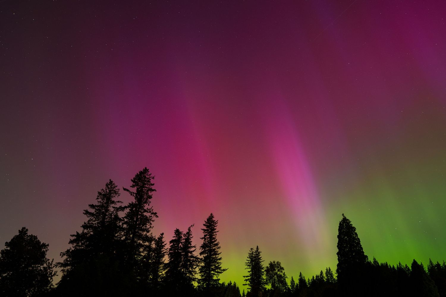 Vibrant pink and green aurora borealis lights dance across the night sky above dark forest tree silhouettes.
