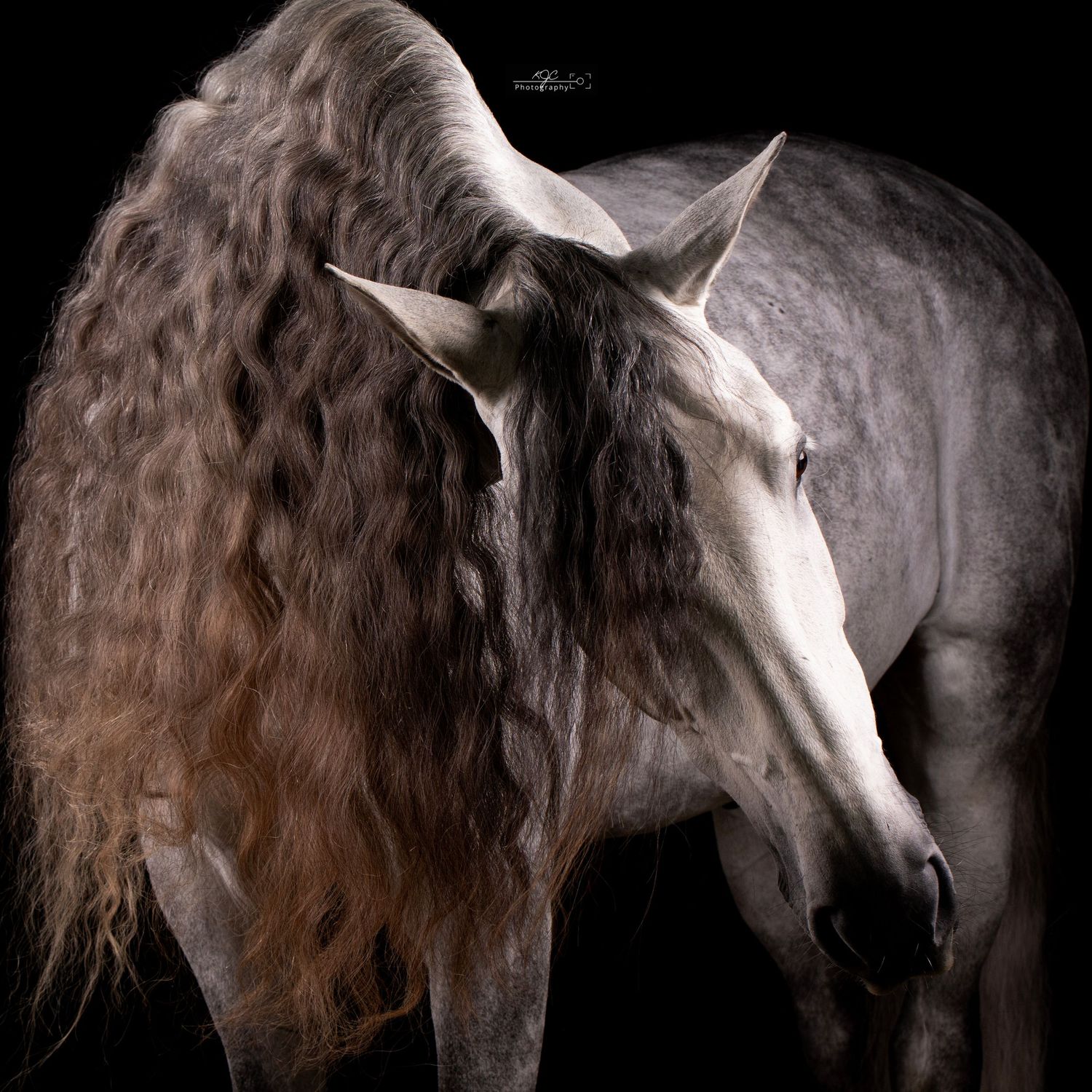 Equine Fine Art in mobiele studio
