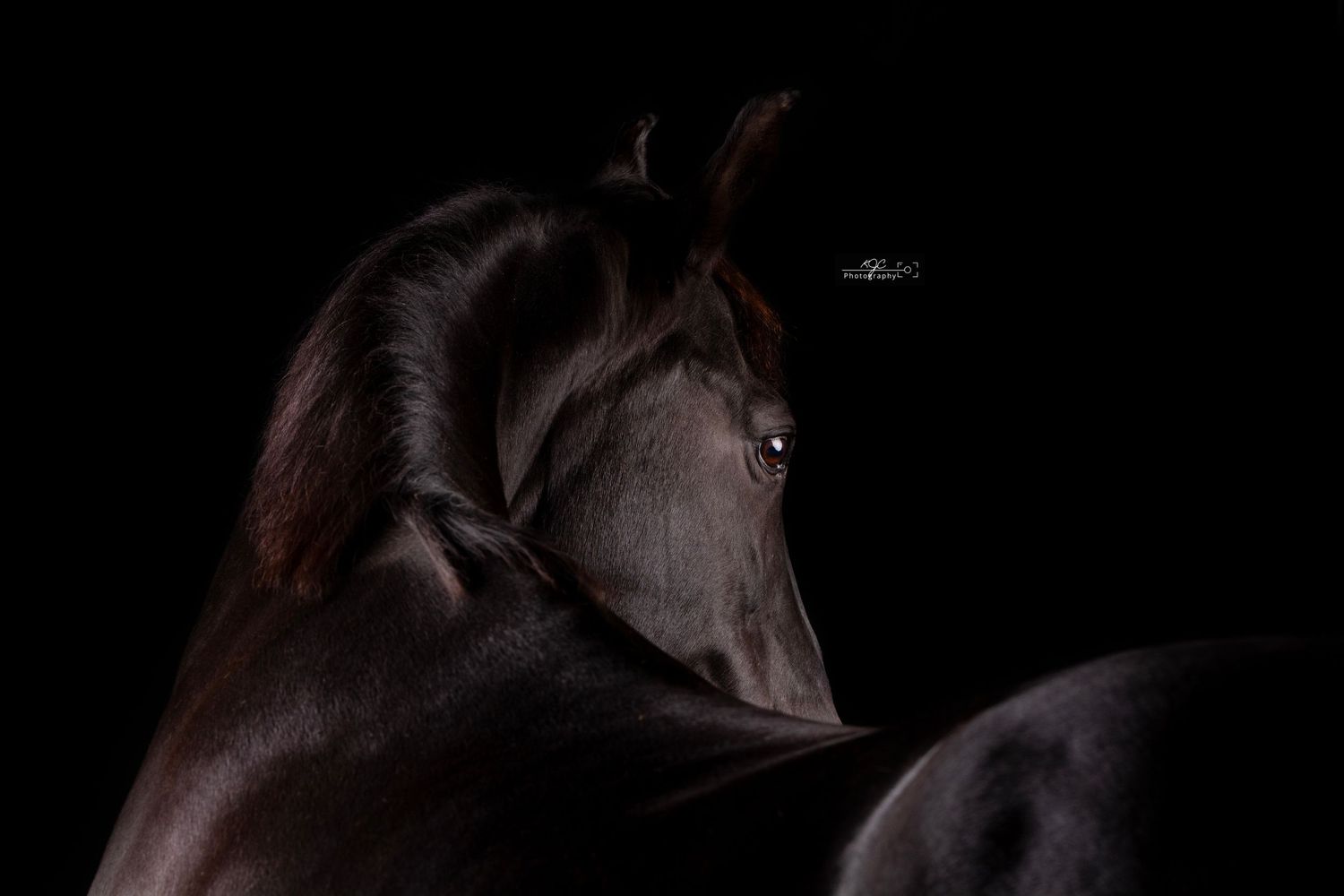 Zwart paard in een zwarte studio opstelling. Puur, simpel, kunstzinnig portret