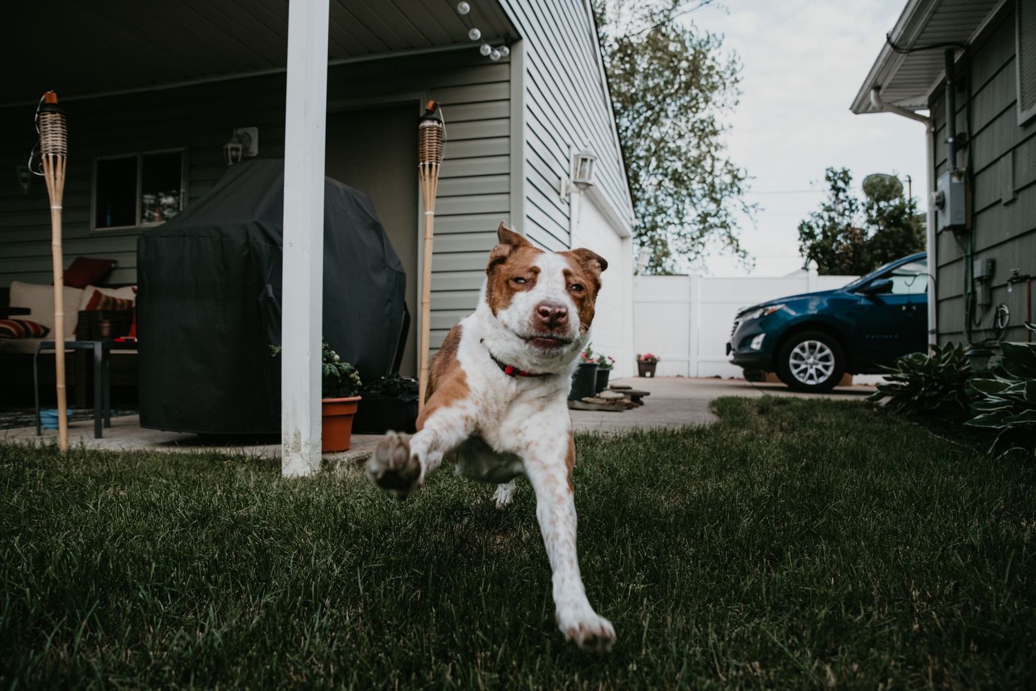 Series of photos showing dog running and playing in a grassy yard with white house in background.