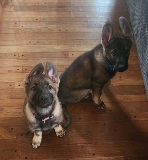 German Shepherd puppy lying on wooden floor showing playful expression in multiple poses.
