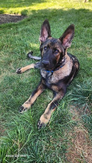 German Shepherd dog with alert ears lying on green grass wearing a dark collar.