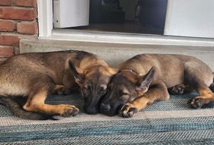 Three dogs sleeping peacefully in a row along a brick wall and carpet.