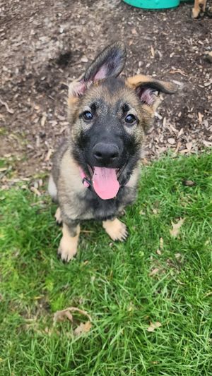 Adorable German Shepherd puppy with floppy ears and pink tongue playing in grass.