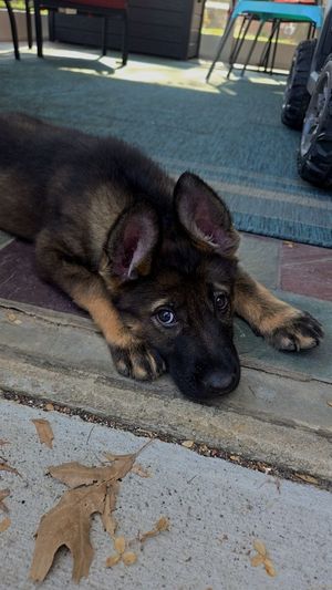 A German Shepherd puppy lies on a concrete surface with fallen brown leaves scattered around.